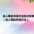 美人蕉的养殖方法和注意事项视频（美人蕉的养殖方法）