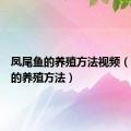 凤尾鱼的养殖方法视频（凤尾鱼的养殖方法）