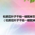 杜鹃花叶子干枯一碰就掉怎么修剪（杜鹃花叶子干枯一碰就掉）