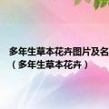 多年生草本花卉图片及名称大全（多年生草本花卉）