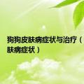 狗狗皮肤病症状与治疗（狗狗皮肤病症状）