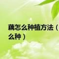 藕怎么种植方法（藕怎么种）