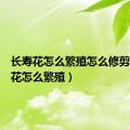 长寿花怎么繁殖怎么修剪（长寿花怎么繁殖）