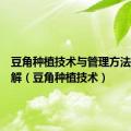 豆角种植技术与管理方法视频讲解（豆角种植技术）