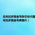 拉布拉多跟金毛杂交幼犬图片（拉布拉多跟金毛串图片）