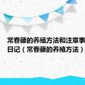 常春藤的养殖方法和注意事项养殖日记（常春藤的养殖方法）