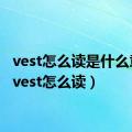 vest怎么读是什么意思（vest怎么读）