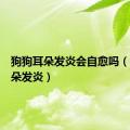 狗狗耳朵发炎会自愈吗（狗狗耳朵发炎）