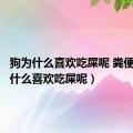 狗为什么喜欢吃屎呢 粪便（狗为什么喜欢吃屎呢）