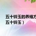 五十铃玉的养殖方法（五十铃玉）