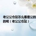 老公公仓鼠怎么看是公的还是母的呢（老公公仓鼠）