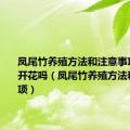 凤尾竹养殖方法和注意事项每年都开花吗（凤尾竹养殖方法和注意事项）