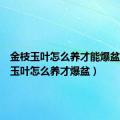 金枝玉叶怎么养才能爆盆（金枝玉叶怎么养才爆盆）