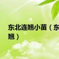 东北连翘小苗（东北连翘）