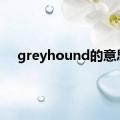 greyhound的意思